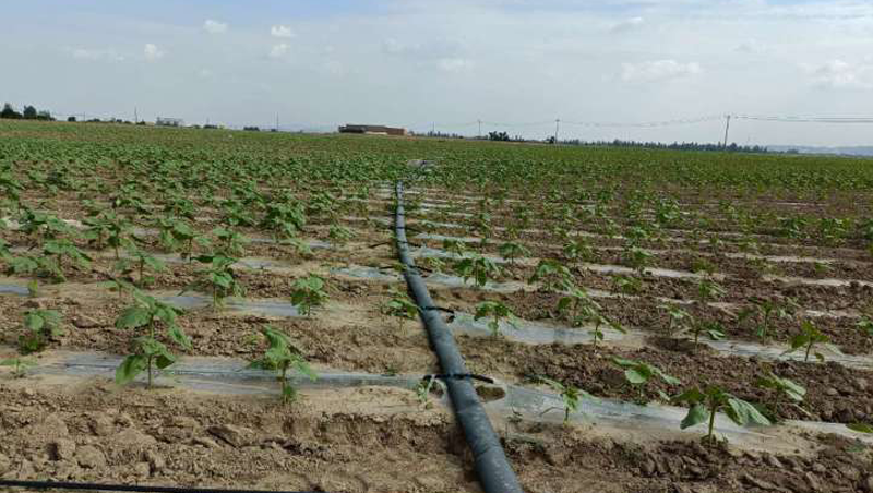 甘肅省蘭州新區(qū)中川園區(qū)2020年高標(biāo)準(zhǔn)農(nóng)田建設(shè)項(xiàng)目